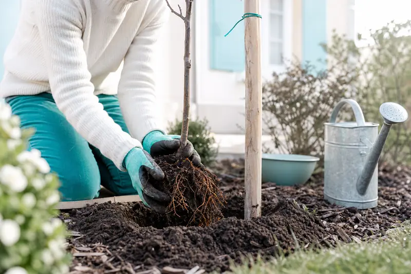 Plantation d’un jeune arbre fruitier avec tuteur dans un jardin familial.