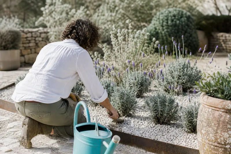 Plantation d’un parterre de lavande dans un jardin ensoleillé et drainant