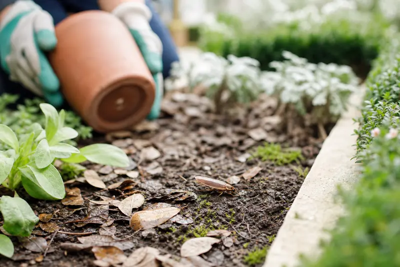 Blatte de jardin brune sur feuilles mortes près d’un paillage végétal.