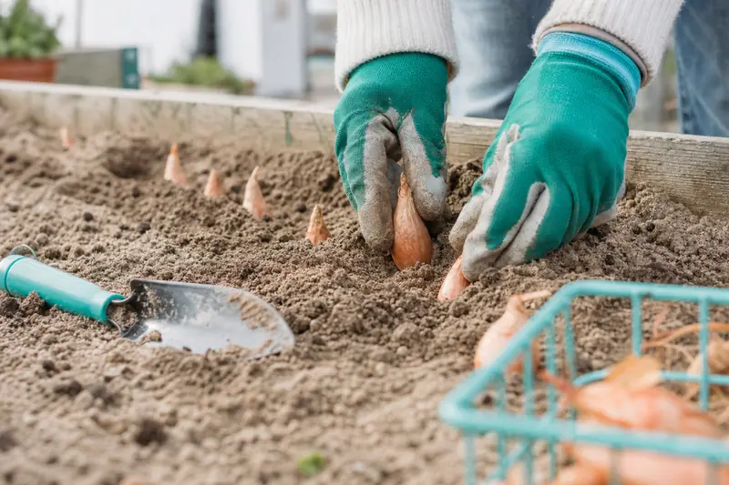 Plantation d’échalotes dans une rangée de potager au printemps