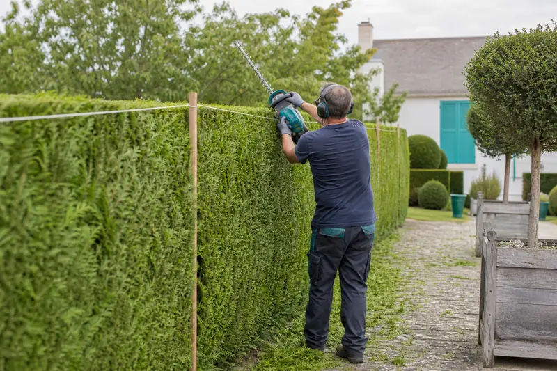 Jardinier taillant une haie de thuyas avec un taille-haie sur perche.