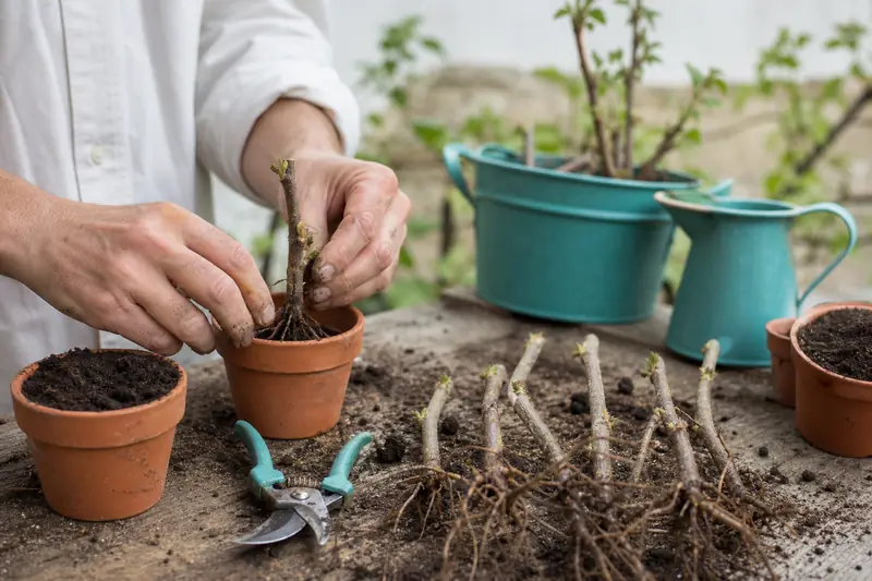 Boutures de racines de framboisiers plantées dans des pots en terre cuite