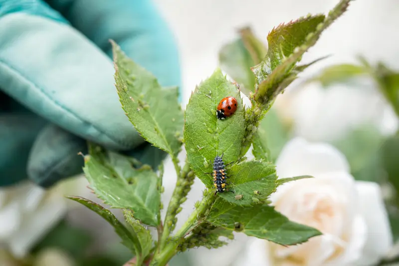 Une coccinelle sur un rosier infesté de pucerons dans un jardin sain