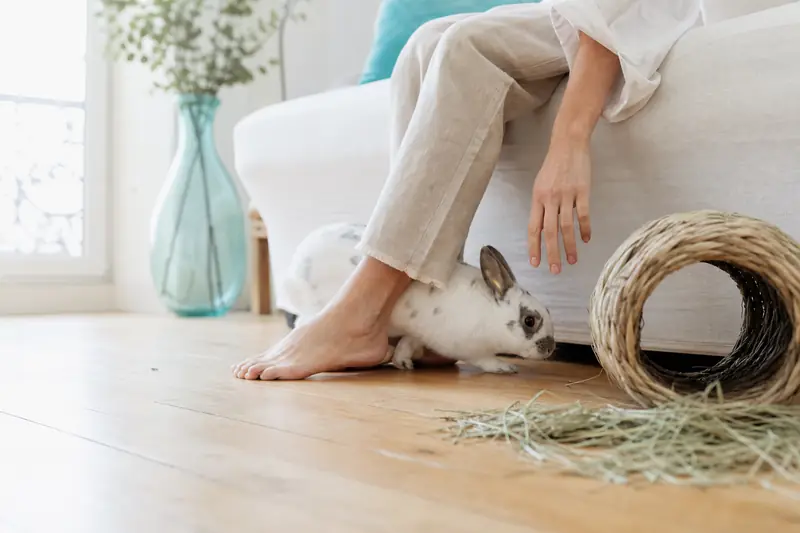 Lapin de compagnie tournant autour des jambes d’une personne assise au sol.