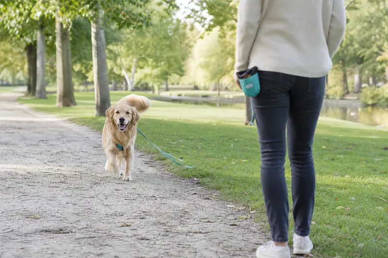 Golden retriever en promenade éducative avec son maître dans un parc.