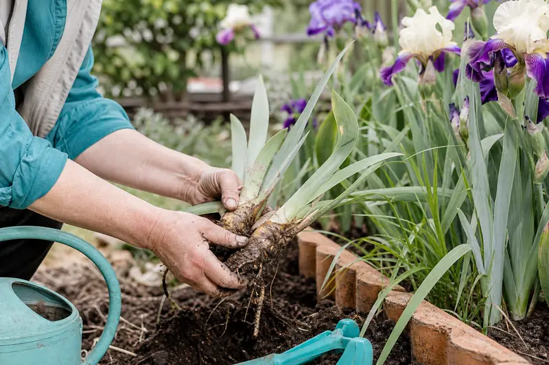 Entretien d’iris rustica par division des rhizomes dans un jardin ensoleillé