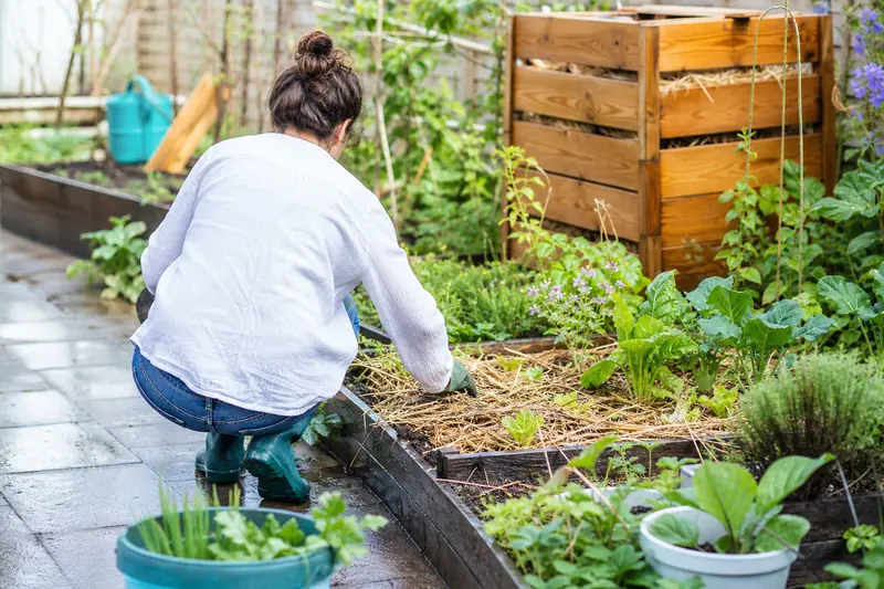 Jardinier paillant un potager en permaculture avec légumes et fleurs
