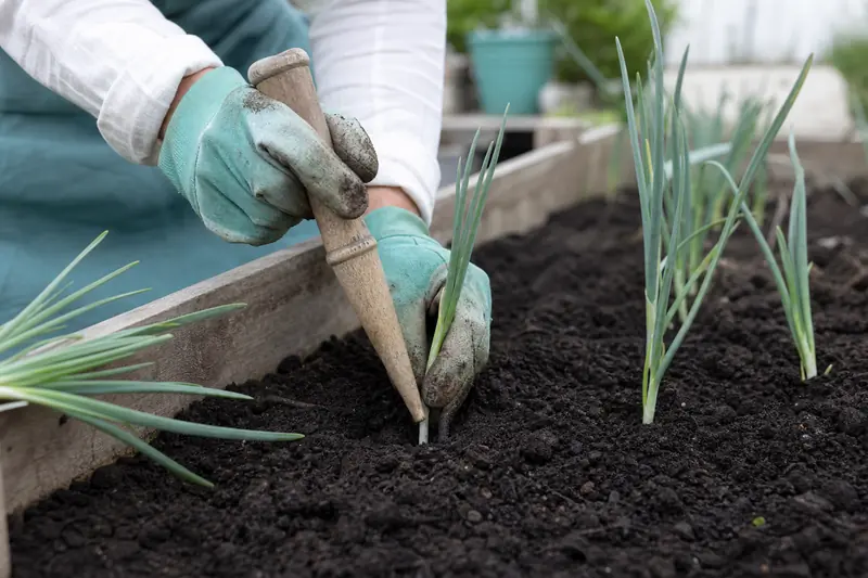 Jeunes poireaux plantés profondément dans un potager familial riche en compost.