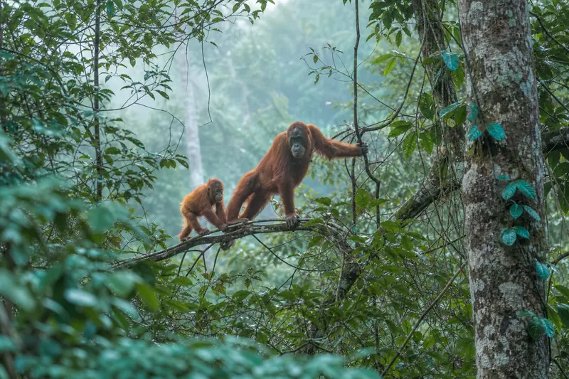 Orang-outan de Sumatra dans la canopée du parc de Gunung Leuser