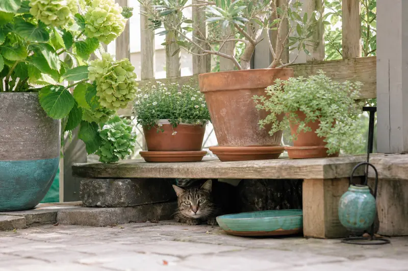 Chat étranger caché sous une terrasse dans un jardin résidentiel calme