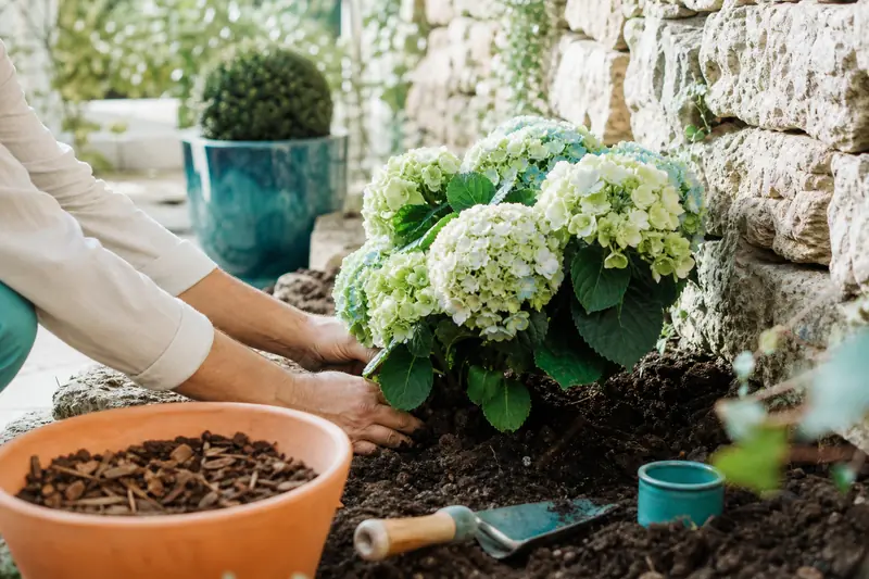 Plantation d’un hortensia à mi-ombre près d’un mur de jardin.