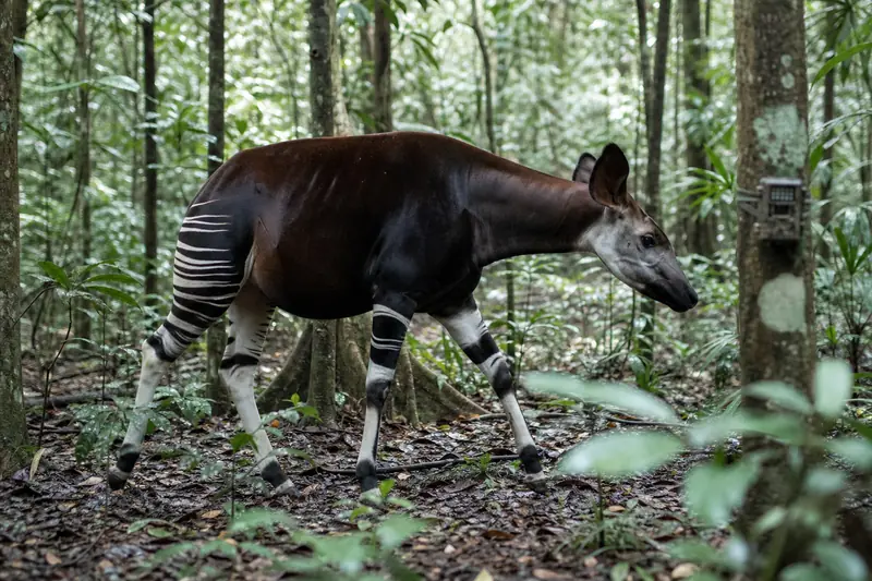 Un okapi avance dans une forêt tropicale dense de République démocratique du Congo.