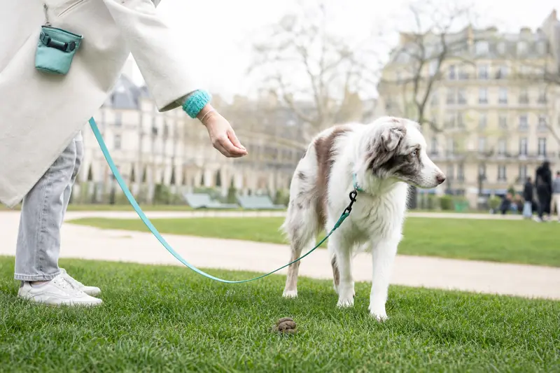 Chien en promenade se détournant d’une crotte grâce à une récompense