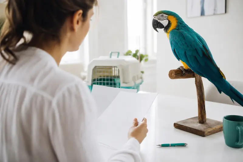 Propriétaire comparant une assurance perroquet près de son oiseau et de sa cage.