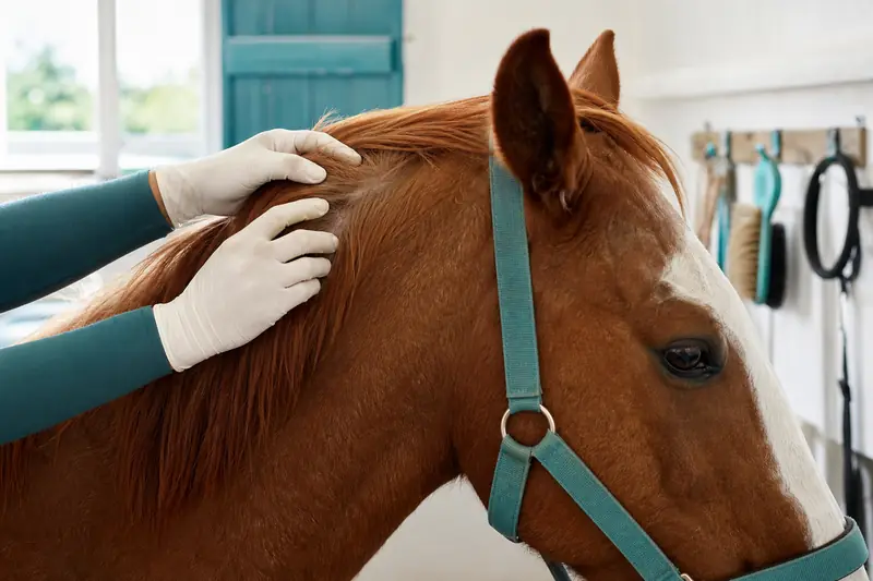 Inspection du pelage d’un cheval pour repérer les poux équins.