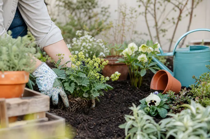Plantation de plantes vivaces dans un jardin familial au printemps