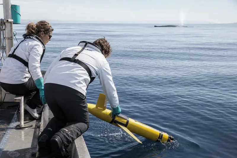 Planeur sous-marin déployé pour étudier les migrations de baleines bleues.